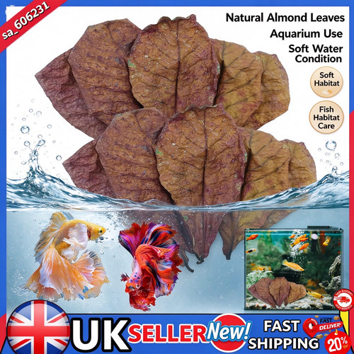 50pcs large indian almond - indian,