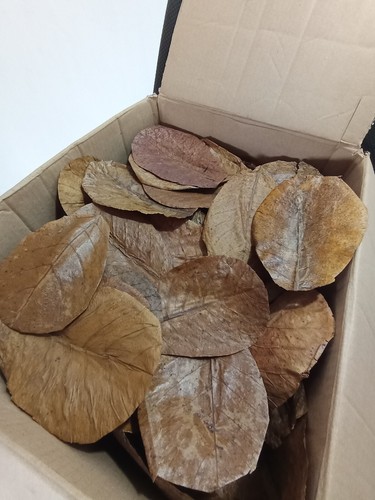 Best indian almond - best,