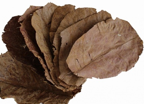 X20 extra large catappa indian - large,