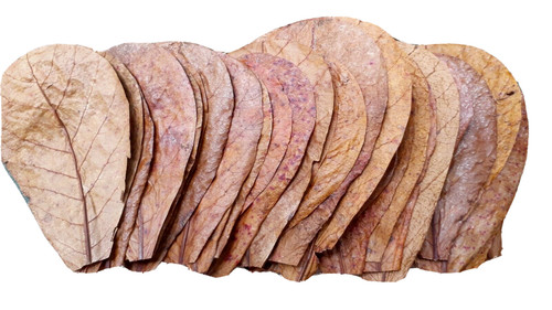 10pcs catappa ketapang - catappa, leaves