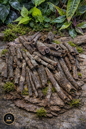 Catappa bark tube blackwater - bark,