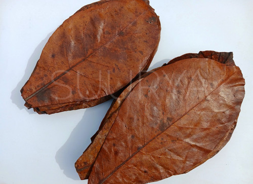 Indian almond leaves catappa - indian,
