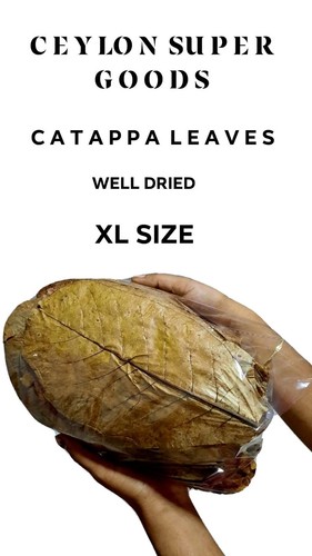 Indian almond catappa - indian,