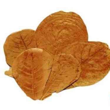 Catappa leaves aquarium - catappa, (xl)