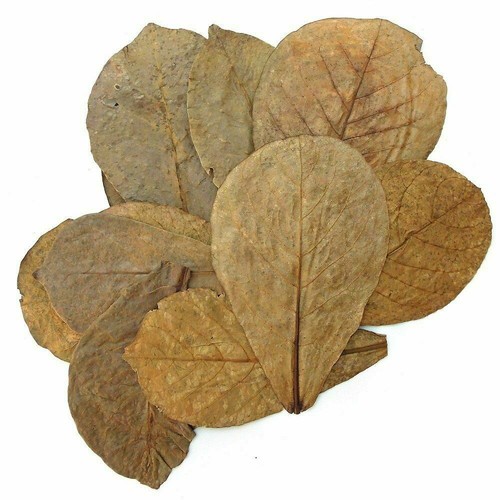 Dry almond leaves terminalia - almond,