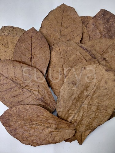 Indian almond catappa - almond, leaves