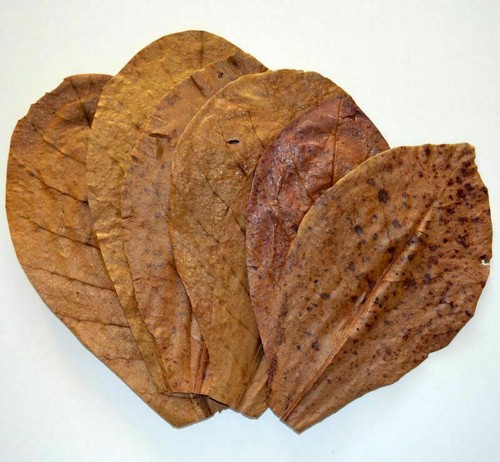 Indian almond catappa leaves - catappa,