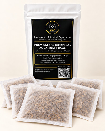 Premium xxl indian almond - xxl,