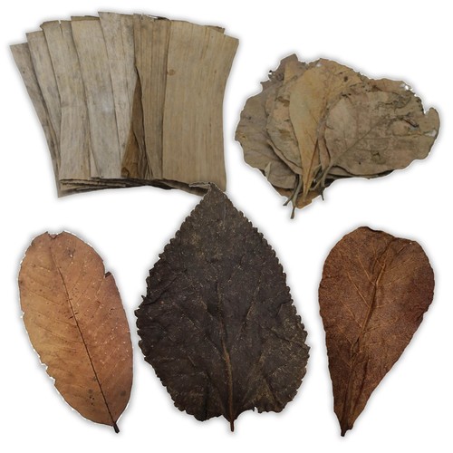 Catappa mulberry banana - catappa, teak