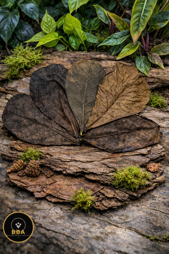 Catappa leaves indian - catappa,