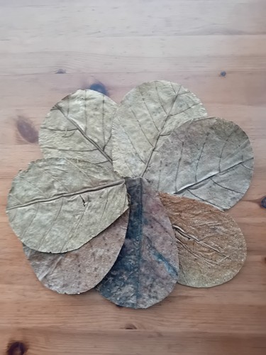 Indian almond leaves catappa - indian,