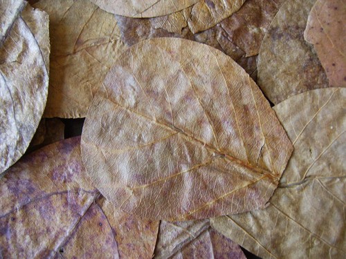 100 nano indian almond - x,