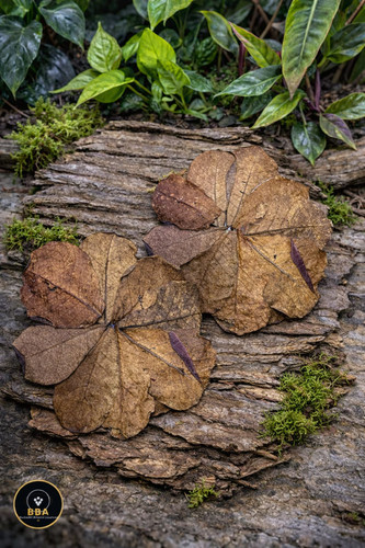 Indian almond leaves - indian, (catappa)