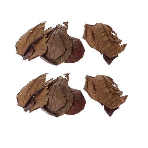 Pack indian almond catappa - pack, 20
