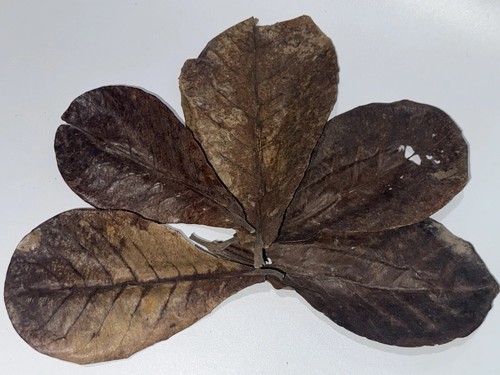 Large indian almond leaves - almond,