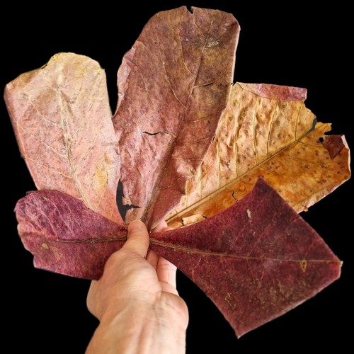 Indian almond leaves - 5x, /