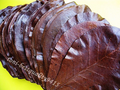 Mix catappa ketapang indian - 20,