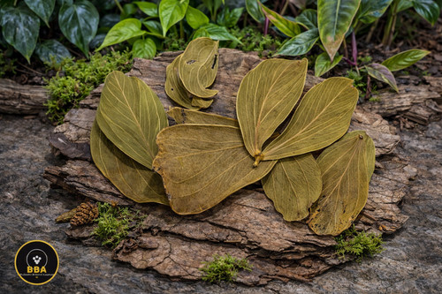 Catappa leaves pcs shrimp - pcs, |