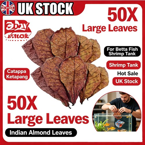 50pcs large indian - 50pcs, almond