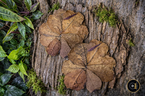 Catappa leaves indian - catappa, 20