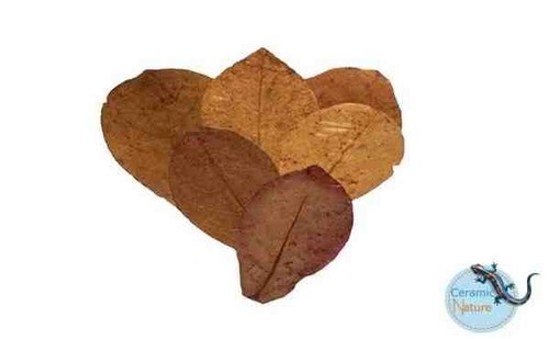 Catappa leaves - catappa,