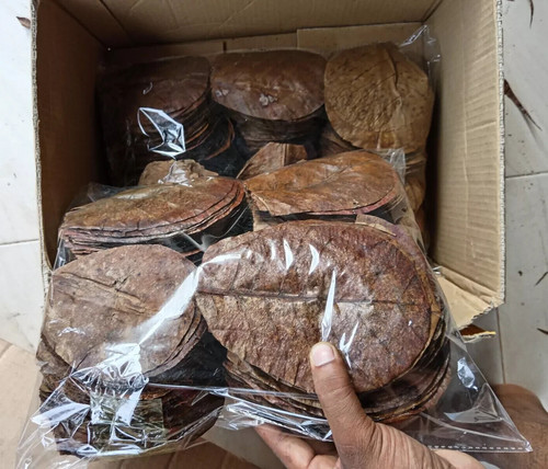 Almond leaves catappa - almond,