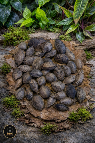 Catappa nuts botanicals - 2, x
