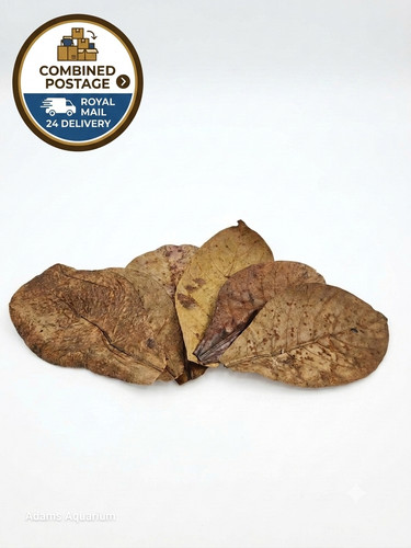 Extra large premium indian - large,