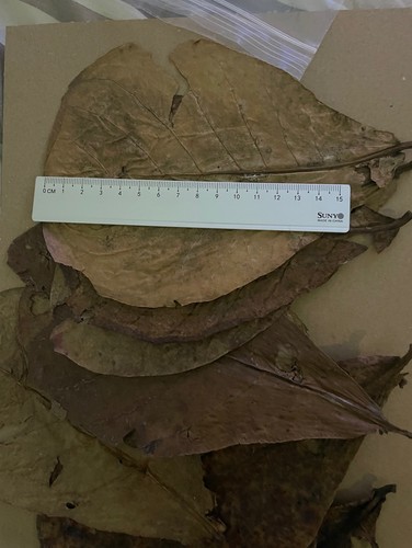 Catappa leaves 15 20cm - x,