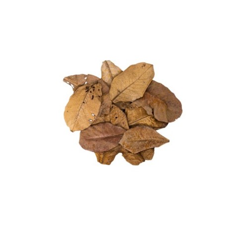 X10 premium indian almond - x10,