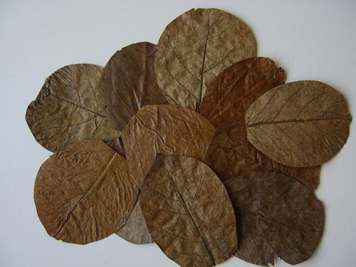 Indian almond leaves catappa - almond,