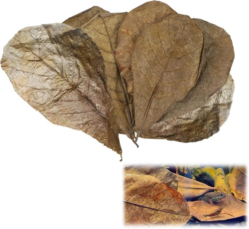 Pack indian almond - indian,