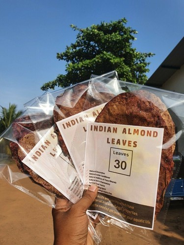 30pcs indian almond catappa - indian,