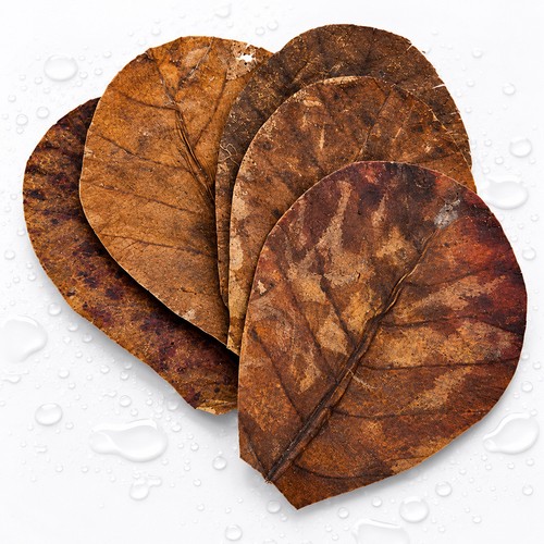 Indian almond catappa leaves - indian,