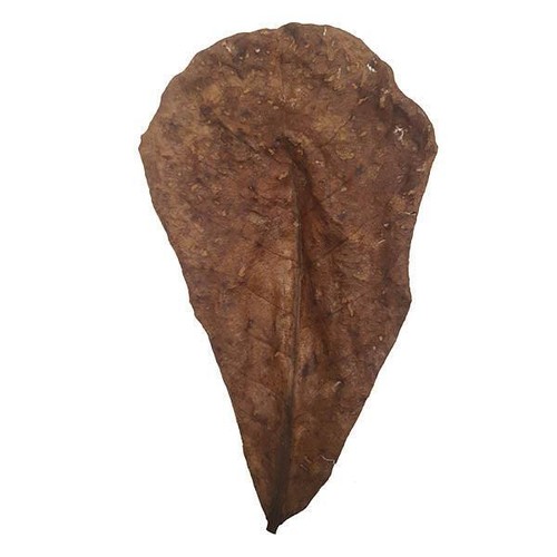 Betta choice catappa leaves - choice,