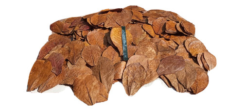 Almond leaves catappa indian