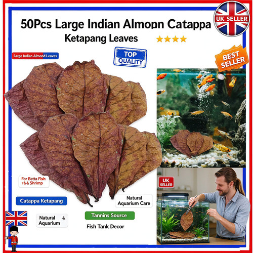50pcs large indian - 50pcs, almond